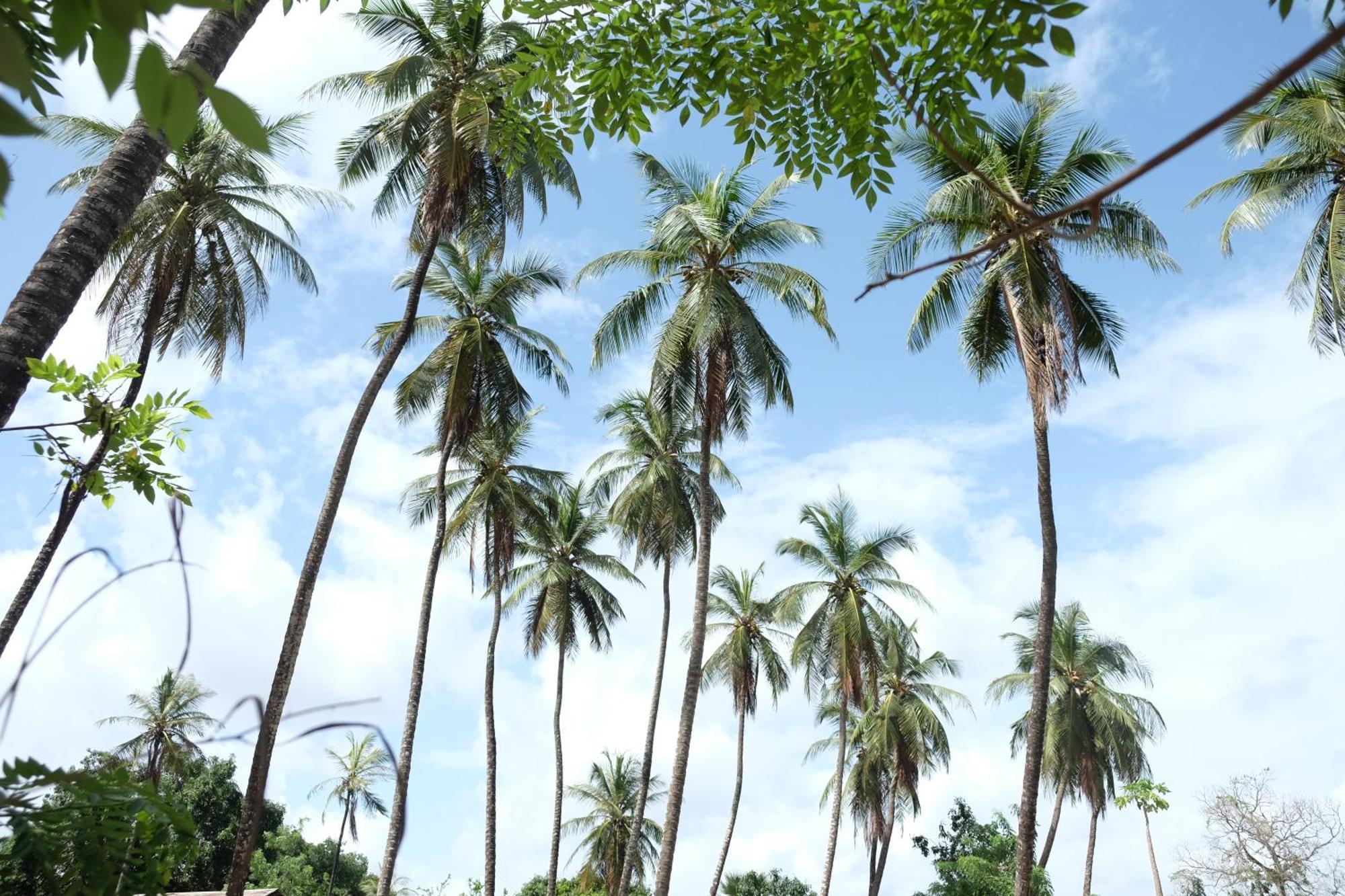 Hostal Centre Touristique Et Culturel Casamance Diakene Ouolof Exterior foto
